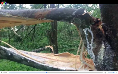 Cao su Quảng Trị ngã đổ hàng loạt sau bão số 10