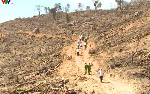 Bình Định tiếp tục làm rõ và xử lý vụ phá rừng tại An Lão