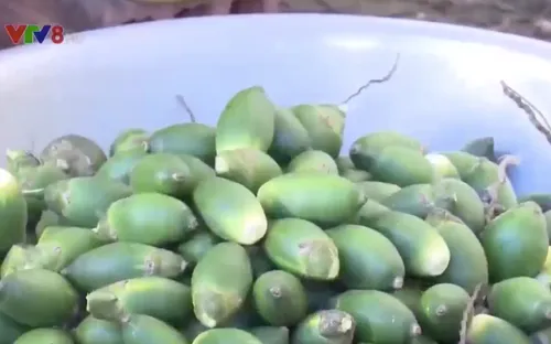 Bình Định: Thương lái ồ ạt thu gom cau non bất thường