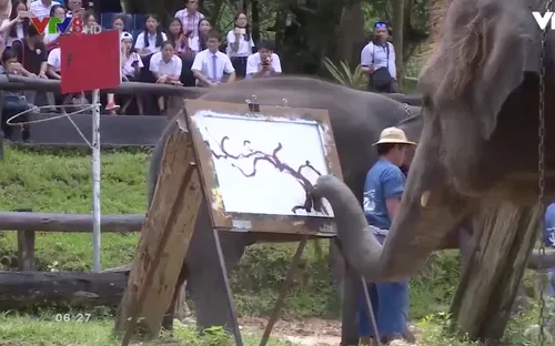 "Nghệ sỹ Voi" tại Chiang Mai, Thái Lan