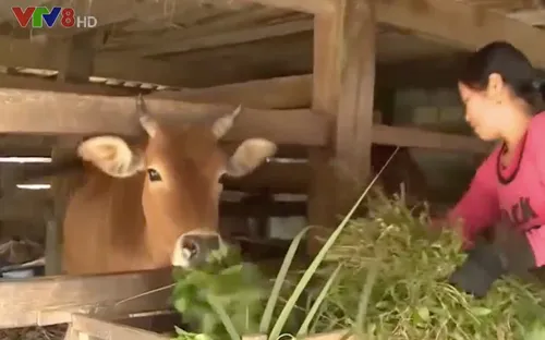 Hà Tĩnh tập trung phòng chống rét cho gia súc