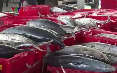 Chuyến biển đầu tiên theo hình thức chuỗi ở Khánh Hòa