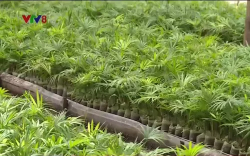 Quảng Nam tạo sinh kế vùng cao qua dự án trồng song mây