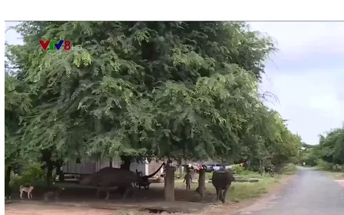 Đắk Lắk thiếu kinh phí phòng chống bệnh sốt rét