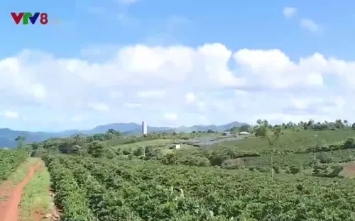 Quảng Trị đẩy mạnh tái canh hàng trăm ha cà phê