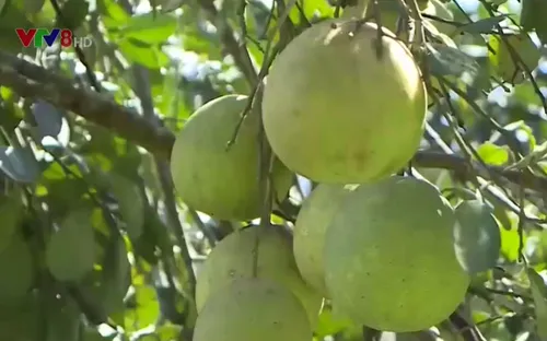 Thừa Thiên Huế phát triển thương hiệu đặc sản "Thanh trà Huế"