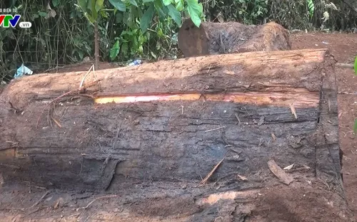 Đắk Lắk: Truy tìm các đối tượng chặt phá cây thủy tùng trên 500 tuổi