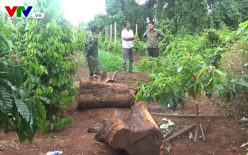 Đắk Lắk: Điều tra làm rõ nhóm đối tượng chặt cây gỗ thủy tùng 500 tuổi