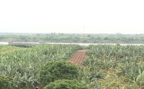 Sản xuất gặp khó khi không tích tụ ruộng đất