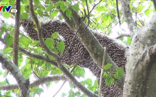 Nhiều nạn nhân bị ong đốt ở Thanh Chương, Nghệ An đã được xuất viện