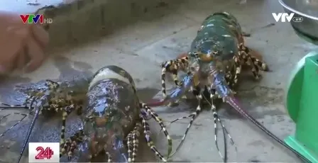 Tôm hùm chết do bệnh sữa, người nuôi thiệt hại nặng
