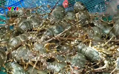 Giá tôm hùm tăng kỷ lục