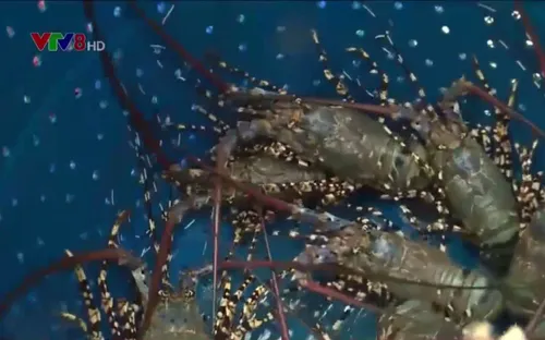 Nỗi lo tôm hùm chết do sốc nước lũ tại Nam Trung Bộ