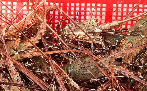 Giá tôm hùm đột ngột giảm mạnh