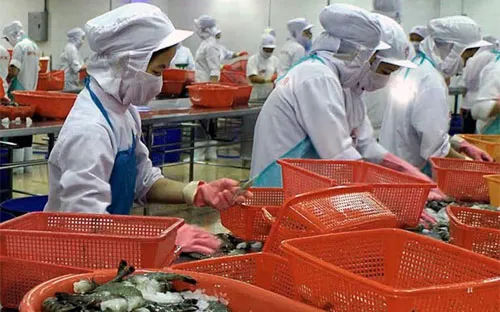Nâng cao giá trị tôm xuất khẩu