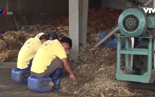 Nhà máy "đau đầu" vì nông dân lén bỏ tạp chất để tăng trọng lượng mủ cao su