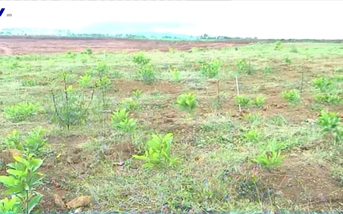 Lâm Đồng trồng cây năng lượng trên 3ha đất khai thác mỏ bauxit