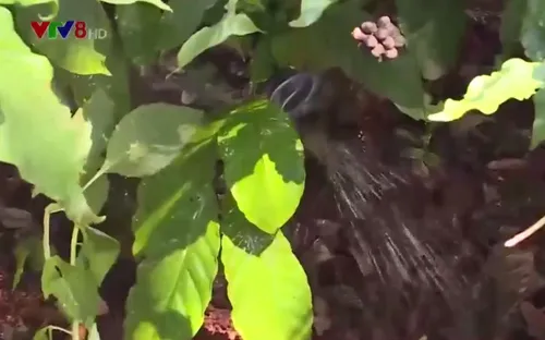 Hiệu quả ban đầu từ mô hình tưới tiết kiệm cho cây cà phê