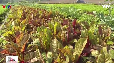 Ứng dụng công nghệ cao vào canh tác rau củ hữu cơ