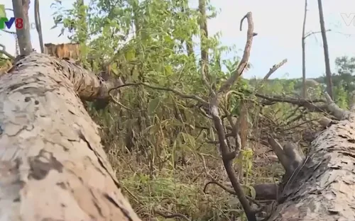 Hãy cứu những cánh rừng thông trên quốc lộ 14 Tây Nguyên !