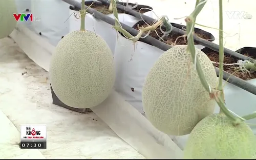 Tìm hiểu mô hình trồng dưa lưới theo tiêu chuẩn VietGAP