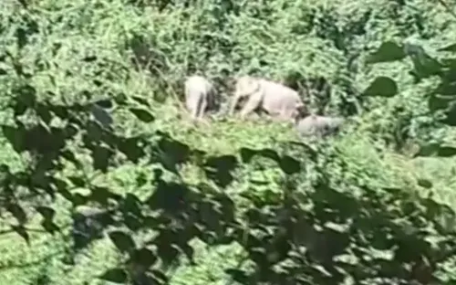 Quảng Nam chính thức thành lập "Khu bảo tồn loài và sinh cảnh Voi"