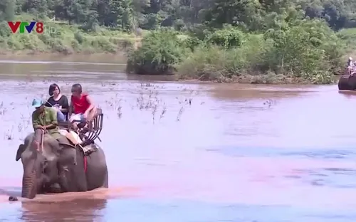 Voi phục vụ du lịch ở Buôn Đôn (Đắk Lắk) bị "bóc lột" quá mức