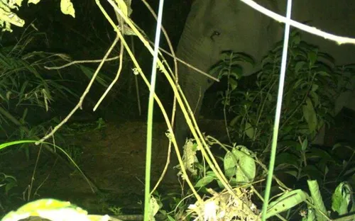 Hà Tĩnh xuất hiện voi rừng tại vườn quốc gia Vũ Quang