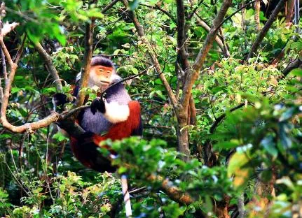 Tiếp nhận dự án bảo tồn voọc chà vá chân nâu