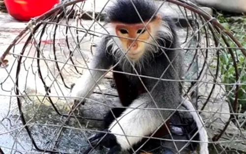 TT-Huế: Voọc chà vá quý hiếm đi lạc vào nhà dân