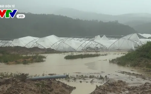 Lâm Đồng: Hàng trăm ha hoa màu bị cuốn trôi do mưa lũ