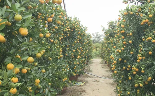 Làng quất cảnh Quảng Nam thấp thỏm trước vụ Tết