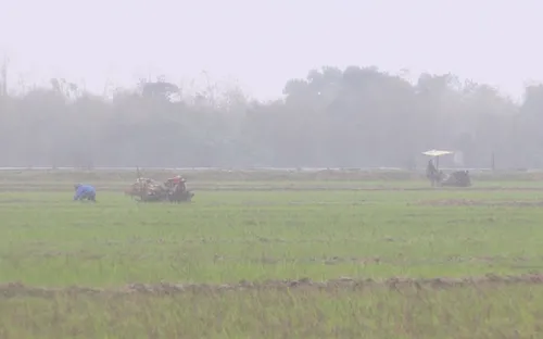 Nông dân Quảng Trị gặp khó khăn do thời tiết thất thường