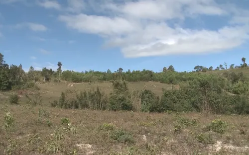 Gia Lai: Thu hồi đất rừng bị lấn chiếm để trồng rừng