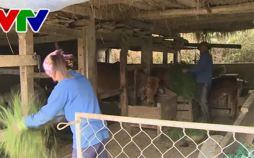 Hà Tĩnh: Bảo vệ đàn gia súc trước thời tiết lạnh rét