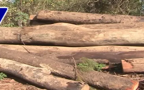 Lâm Đồng: Bắt nhóm chở gỗ lậu trái phép sau nhiều ngày mật phục