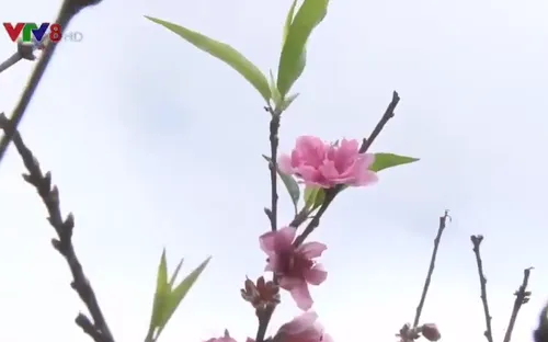 Thêm sắc hoa cho ngày hội Anh đào Đà Lạt