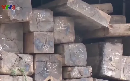 Gia tăng tình trạng buôn lậu, vận chuyển gỗ trái phép