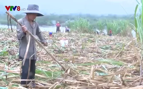 Nhiều trắc trở ở vùng nguyên liệu mía lớn nhất Nam Trung Bộ