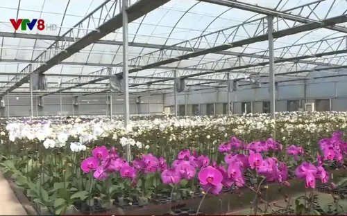 Lâm Đồng: Hoa lan vụ Tết nở sớm