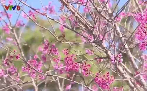 Ngày hội hoa Anh đào năm 2018 tại Đà Lạt