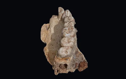 Phát hiện hóa thạch người hiện đại lâu đời nhất