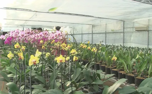 Nông dân Thừa Thiên - Huế tất bật chuẩn bị hoa Tết