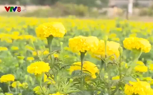 Vạn thọ - Sắc hoa gọi mùa Tết