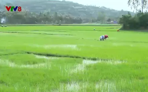 Phú Yên tháo gỡ nút thắt để phụ nữ tiếp cận nguồn vốn