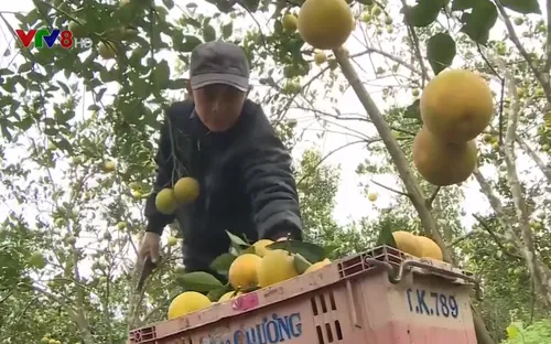Giá cam sụt giảm vì tình trạng cam rụng hàng loạt