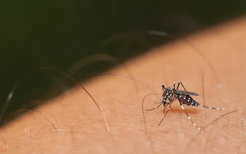 Ấn Độ: 22 ca nhiễm virus Zika, chưa có trường hợp tử vong