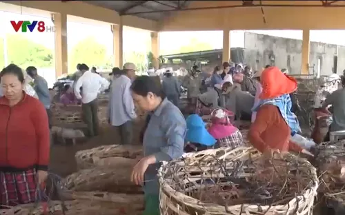 Độc đáo chợ heo Bà Rén