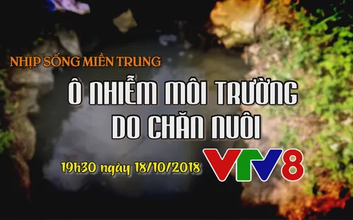 Nhịp sống miền Trung "Ô nhiễm môi trường do chăn nuôi"