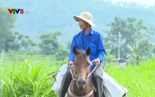 Cuộc sống khác biệt ở làng ngựa thồ